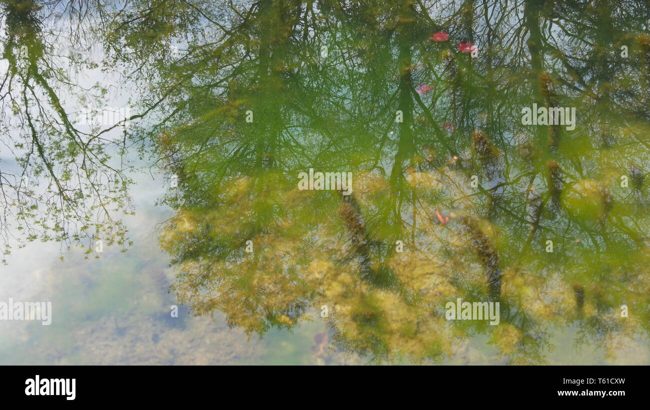 An einem Frühlingstag in der Petite Camargue Alsacienne Stockfoto
