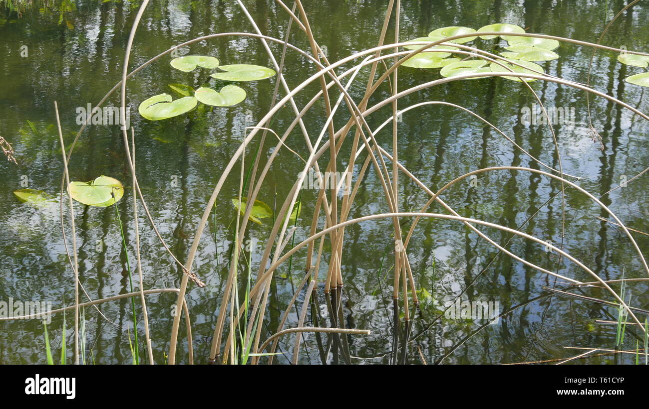 Teich mit wachsenden Wasserpflanzen Stockfoto