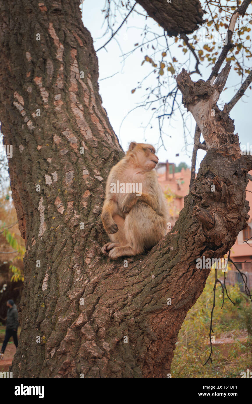 In Marokko Baby Mutter Art in Baum ouzoud/Monkey in Marokko Mutter Kind Affen am Baum Stockfoto