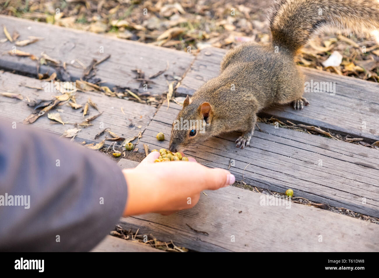 Braun wilde Eichhörnchen essen Bohnen auf palm Hand in National Park Stockfoto