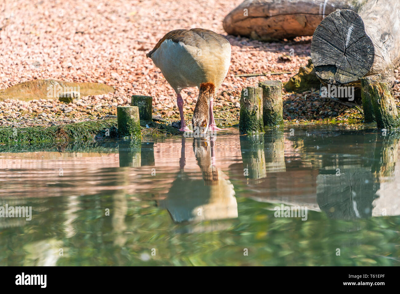 Nilgans (Alopochen Aegyptiaca) steht am Ufer eines Sees Stockfoto