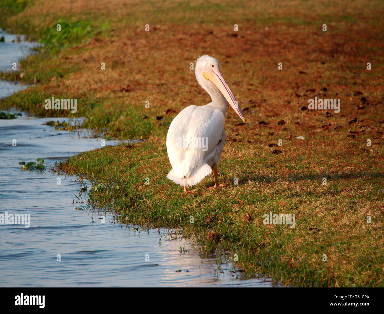 Migration von Pelican an der Universität See, Baton Rouge, Louisiana, USA. Stockfoto