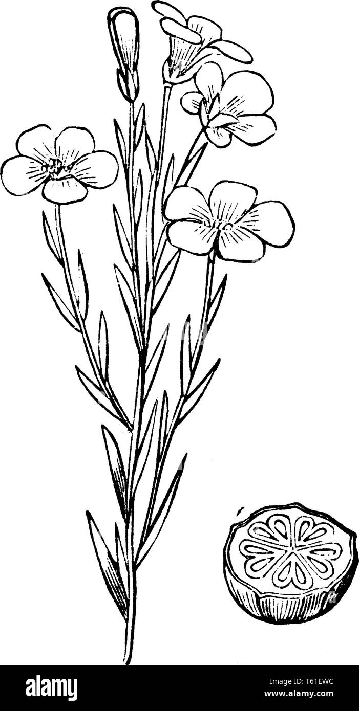 Ein Bild zeigt Gemeinsame Flachs, auch als Linum usitatissimum bekannt. Es gehört der Familie Flachs, linaceae. Dies ist eine blühende Pflanze. Dies ist eine Anlage Stock Vektor