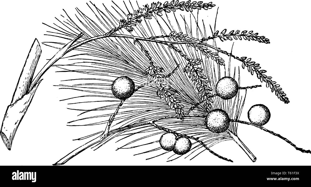 Dieses Bild zeigt den Zweig der Mexikanischen Palmetto, die oft gesehen wächst in der Nähe von sowohl die Atlantik Küste und den Golf von Mexiko Küste, Vintage li Stock Vektor