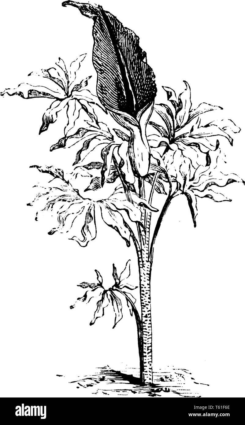 Arum Dracunculus wird als Drache arum bekannt. Sie blühen in den ersten Monaten des Sommers mit Blut rote Blumen, vintage Strichzeichnung oder Gravur Lllustrat Stock Vektor