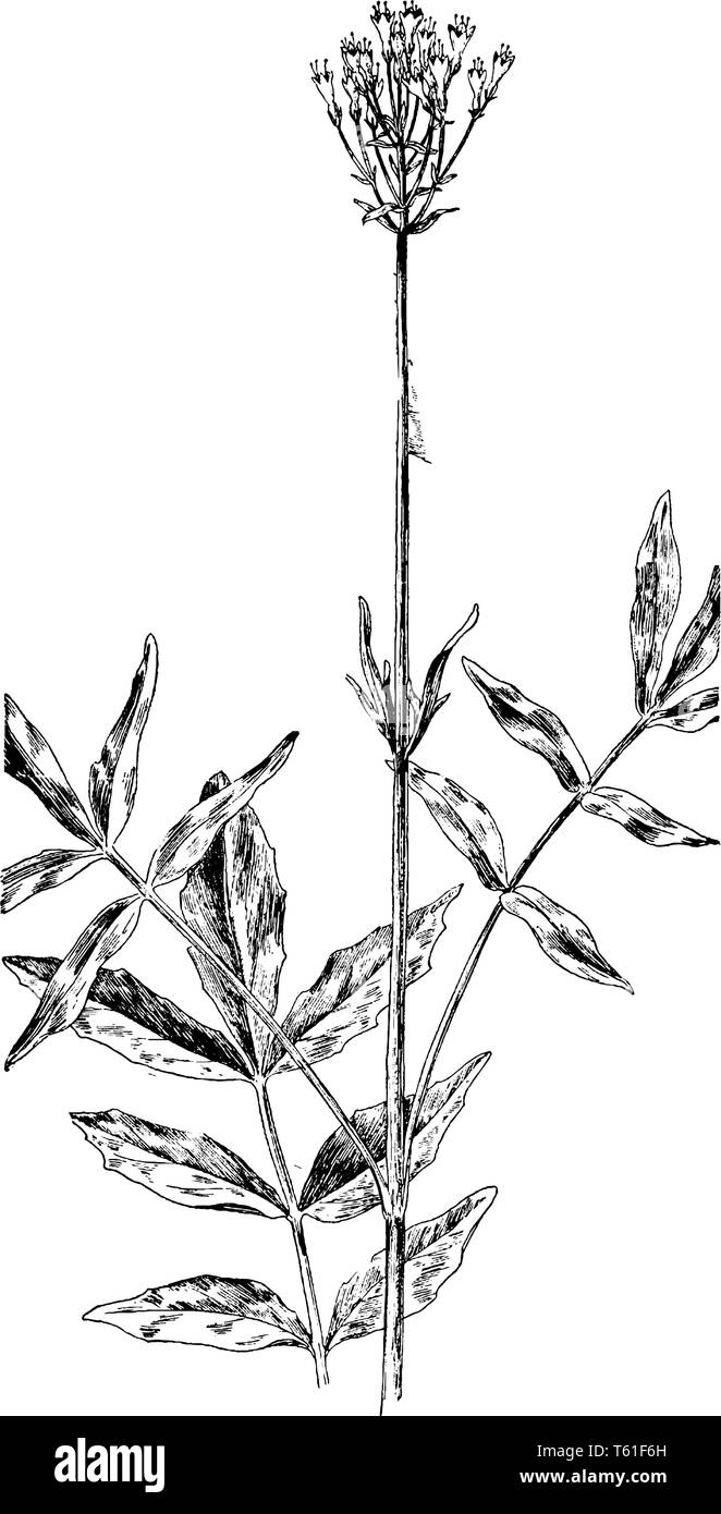 Baldrian ist eine Gattung von Blütenpflanzen in der Familie Caprifoliacea. Es enthält viele Arten, einschließlich der Garten Baldrian, vintage Strichzeichnung oder Stock Vektor