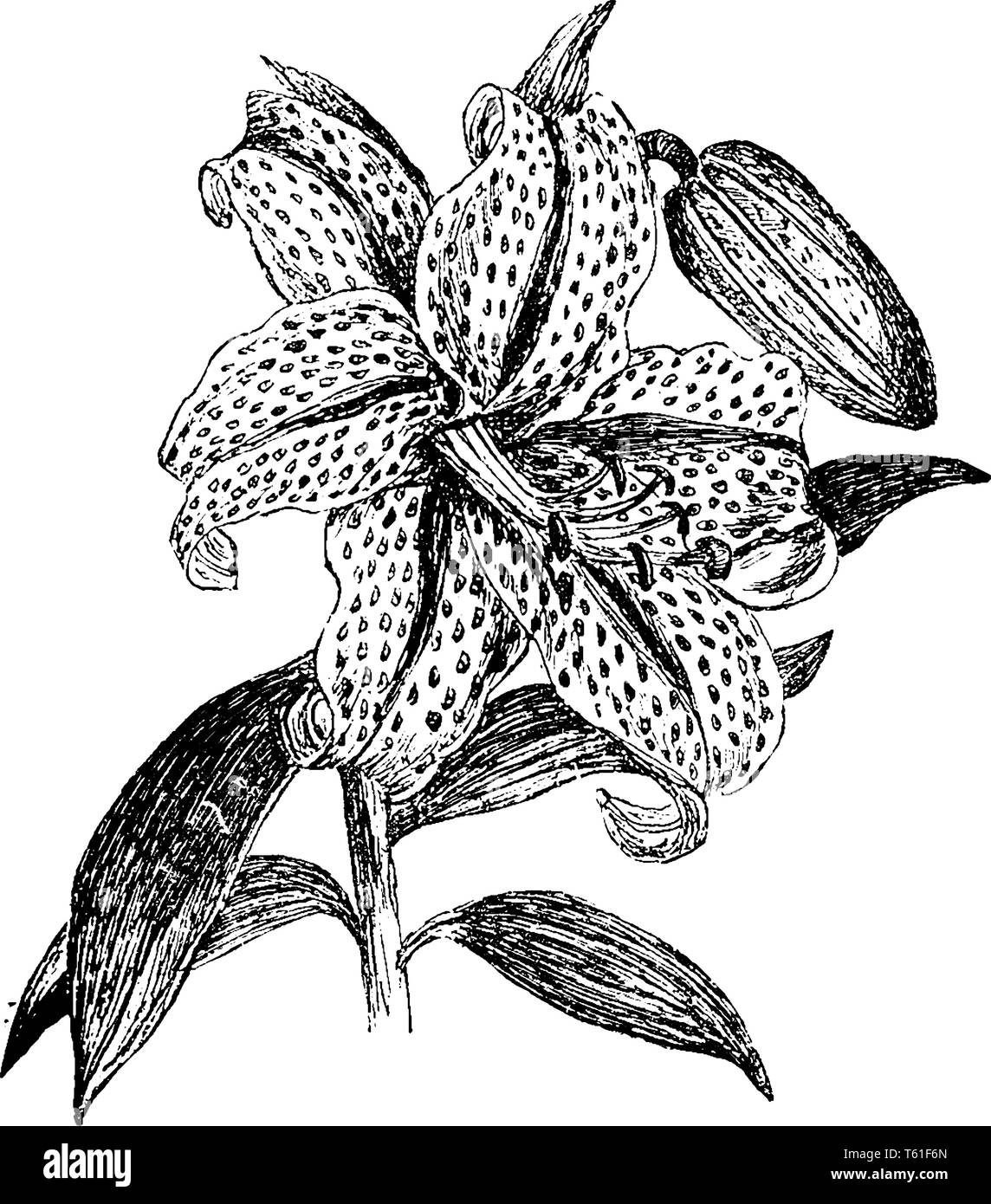 Dies ist ein Bild von einer Blume, das Golden Lily geröntgt, diese Blumen ivied Weiß - sind gefärbt und es gibt viele verschiedene zentrale Bands von vielen dunklen Stock Vektor