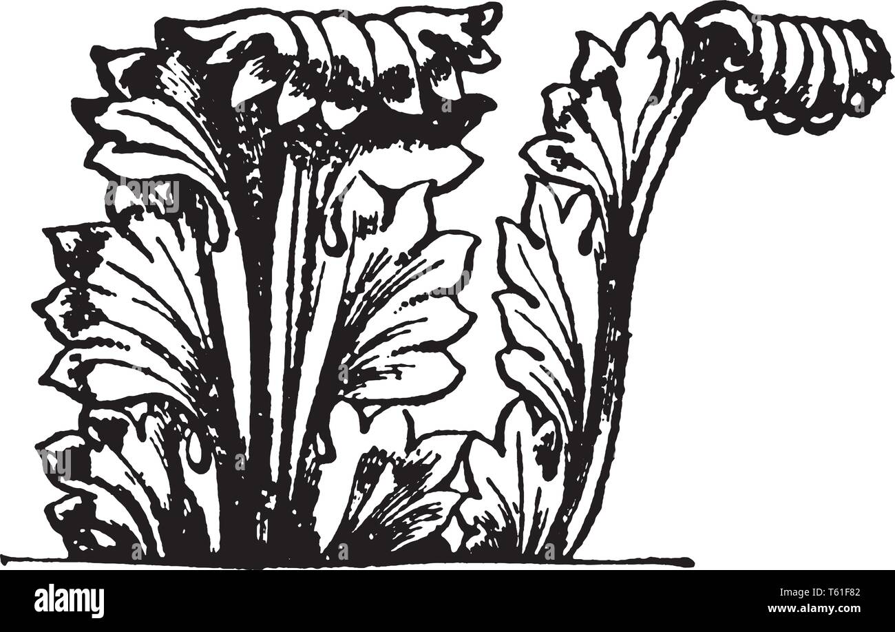 Acanthus Blatt breit und dick als andere Blätter, Blätter Hals nach vorne gedreht, wird die Form des Blattes als Gelappt, vintage Strichzeichnung oder Gravur illust Stock Vektor