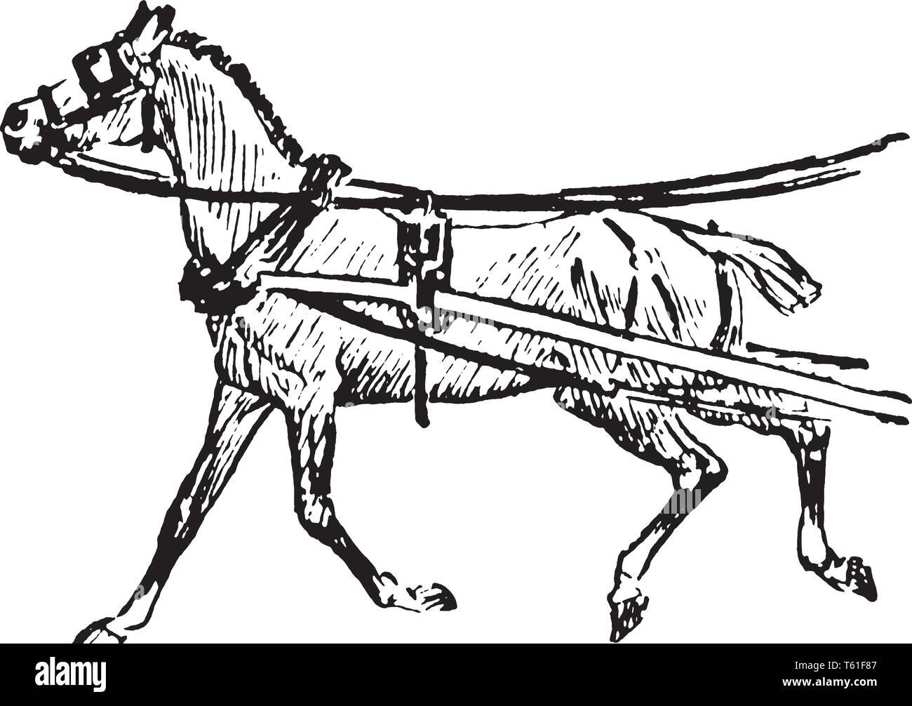 Pferd ist einer von zwei lebenden Unterarten von Equus ferus, vintage Strichzeichnung oder Gravur Abbildung. Stock Vektor