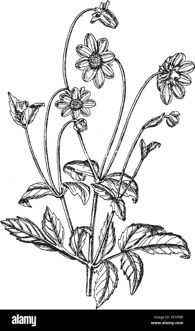 Ein Bild zeigt Dahlie Rosea. Dies ist eine mehrjährige Pflanze. Es blüht im August bis Oktober. Blumen sind essbar und auch als dekorative Zwecke verwendet, Stock Vektor