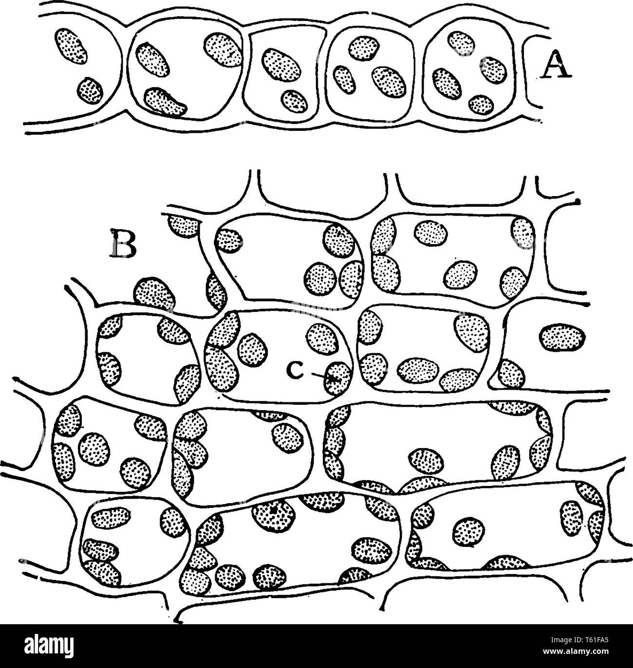 Ein Bild, Querschnitt und die Aussicht auf eine gemeinsame moss Blatt, Chloroplasten, vintage Strichzeichnung oder Gravur Abbildung. Stock Vektor
