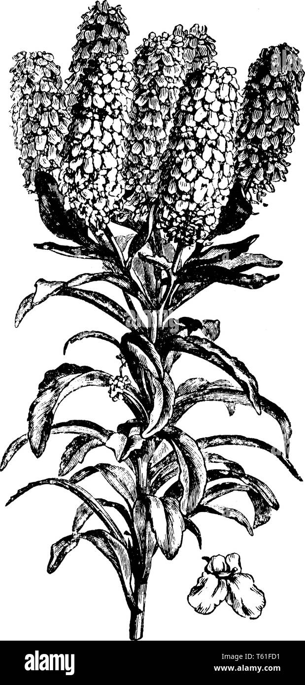 Iberis Coronaria ist blühende Pflanze und viele weiße Blume wachsen oben in den Zweigen, vintage Strichzeichnung oder Gravur Abbildung. Stock Vektor