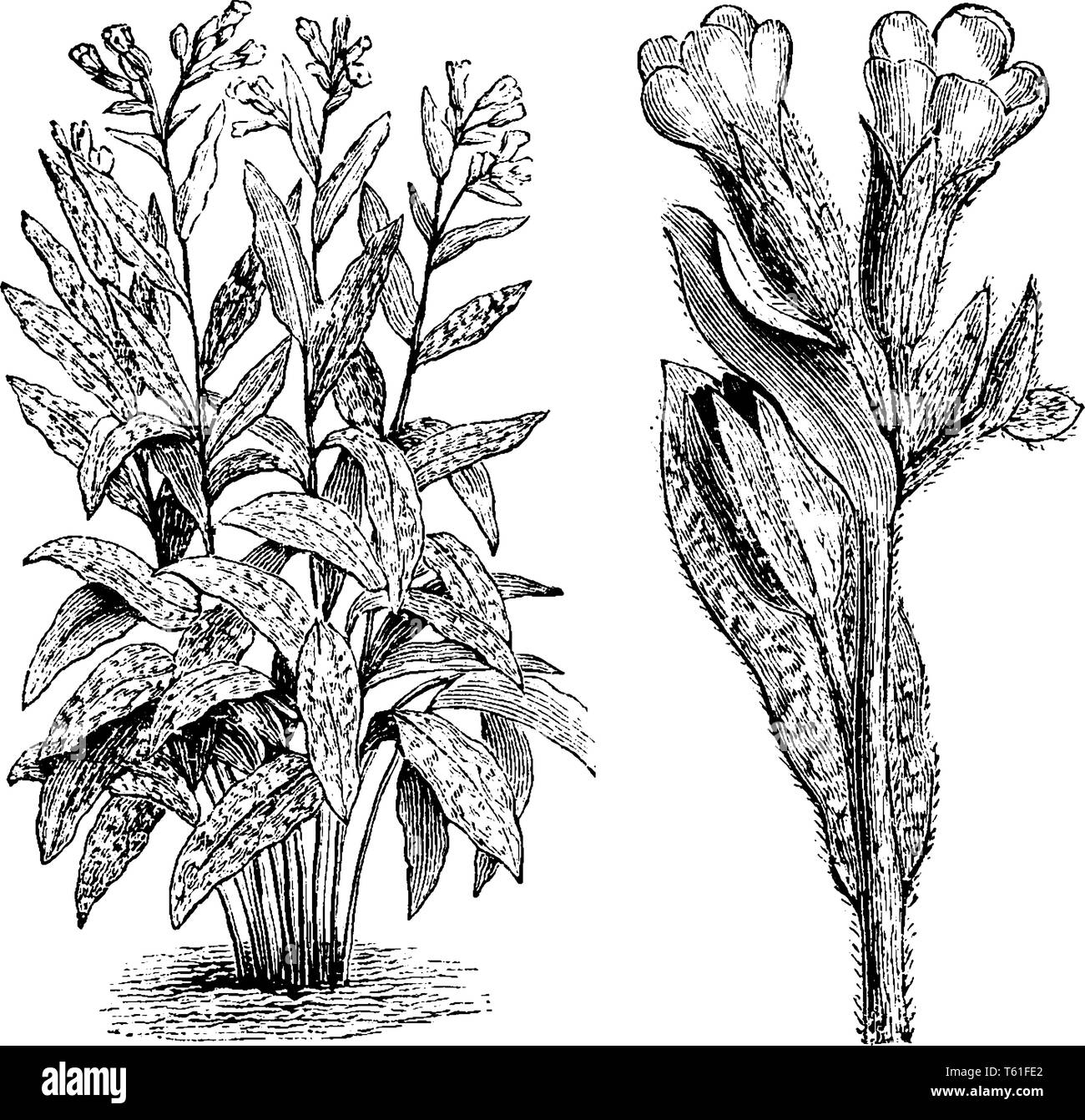 Eine Art der Pflanze in der Familie Boraginaceae, beheimatet in Frankreich und Italien, vintage Strichzeichnung oder Gravur Abbildung. Stock Vektor