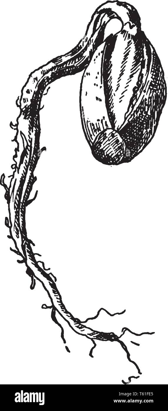 Dies ist ein Bild einer Eichel, die jetzt entstehenden ist, vintage Strichzeichnung oder Gravur Abbildung. Stock Vektor
