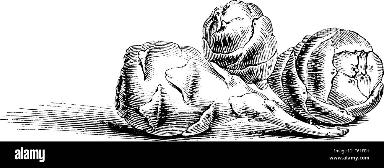 Die Blüten der Oxalis Creneta sind gelb gestreift mit lila Farbe, blüht im September, vintage Strichzeichnung oder Gravur Abbildung. Stock Vektor