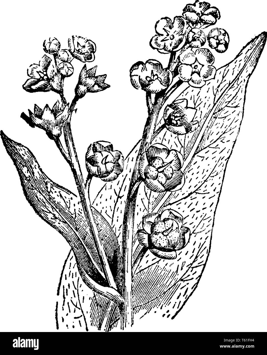Reifen hound Zunge Pflanzen haben einen woody Pfahlwurzel, mit groben, behaart, breite Blätter. Jede Blume produziert vier abgerundete dreieckige Samen bedeckt mit hooke Stock Vektor