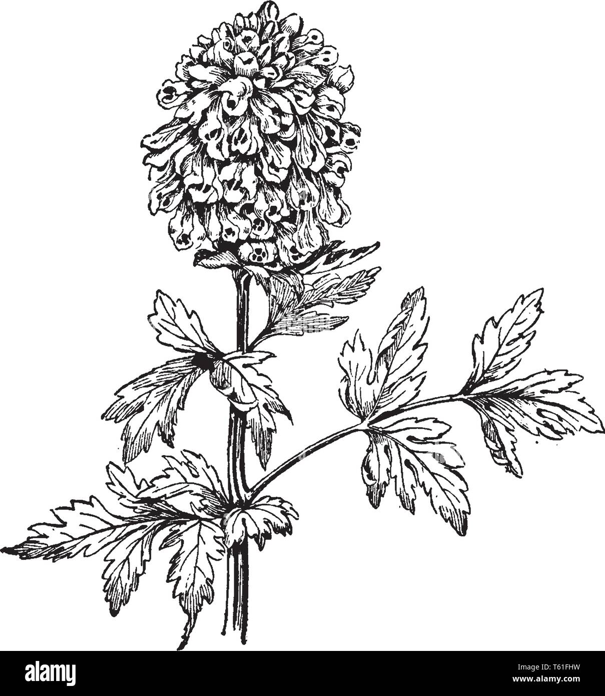 Die Blüten der Corydalis Nobilis sind weiß, gelb und haben einen dunklen lila ort, dessen Blüten im Frühling blühen, vintage Strichzeichnung oder Gravur ich Stock Vektor