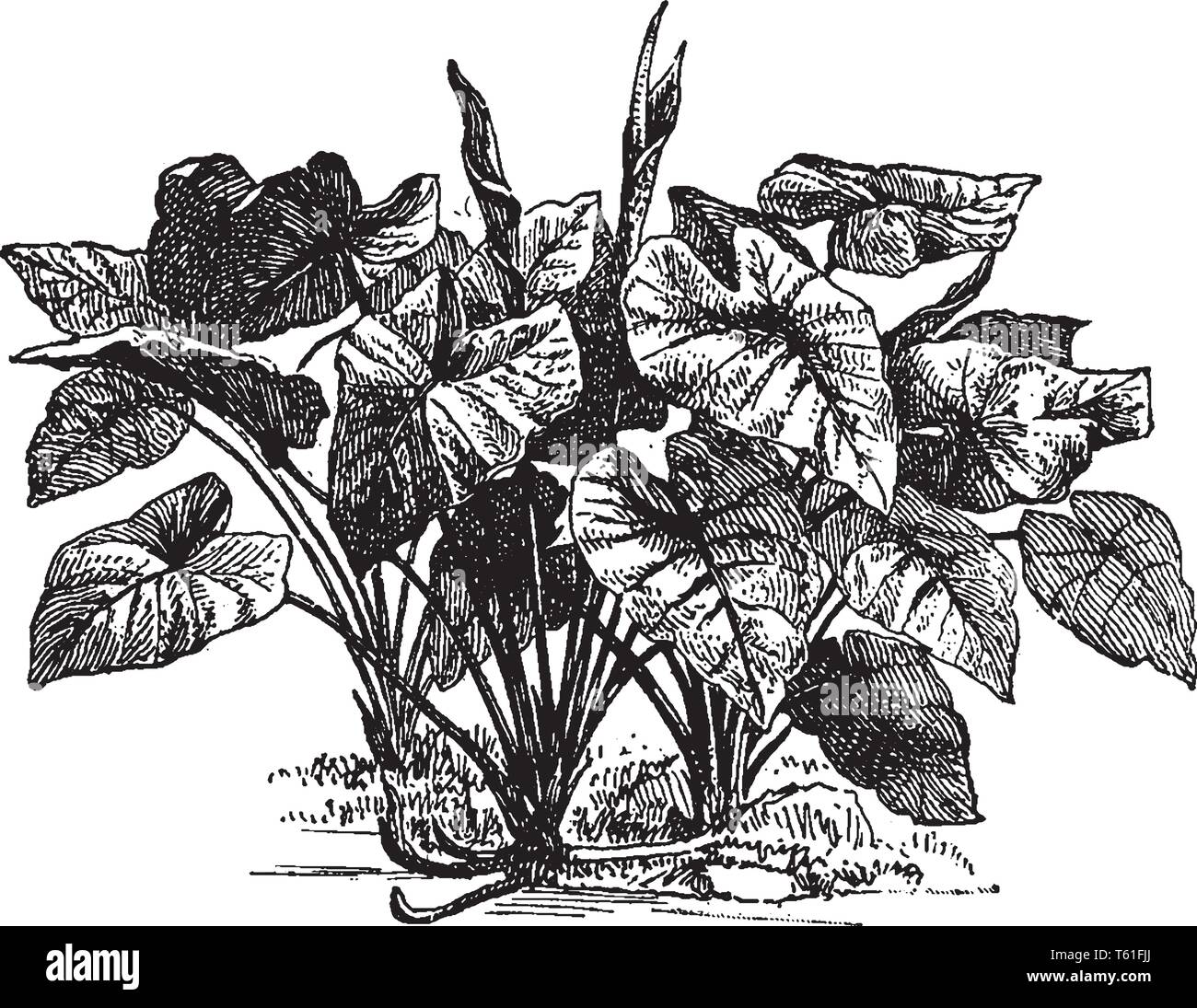 Colocasia ist klein Gattung Asiatischen und Polynesischen knötchenförmige verwurzelten Aroids. Es hat eine weniger konische Achse eines Spike, vintage Strichzeichnung oder Gravur illustr Stock Vektor