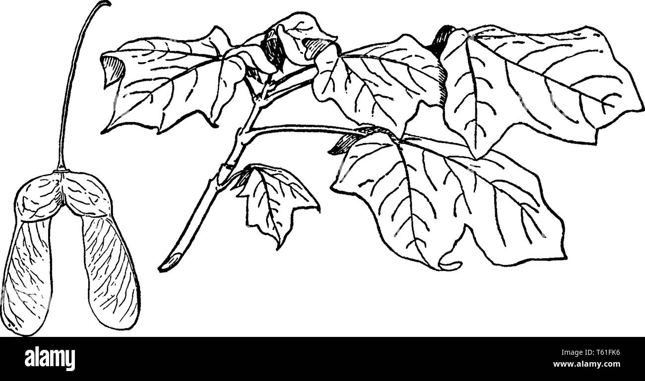 Dies ist der schwarze Sugar Maple. Es Arten von Ahorn und auch als Acer Nigrum bekannt, vintage Strichzeichnung oder Gravur Abbildung. Stock Vektor