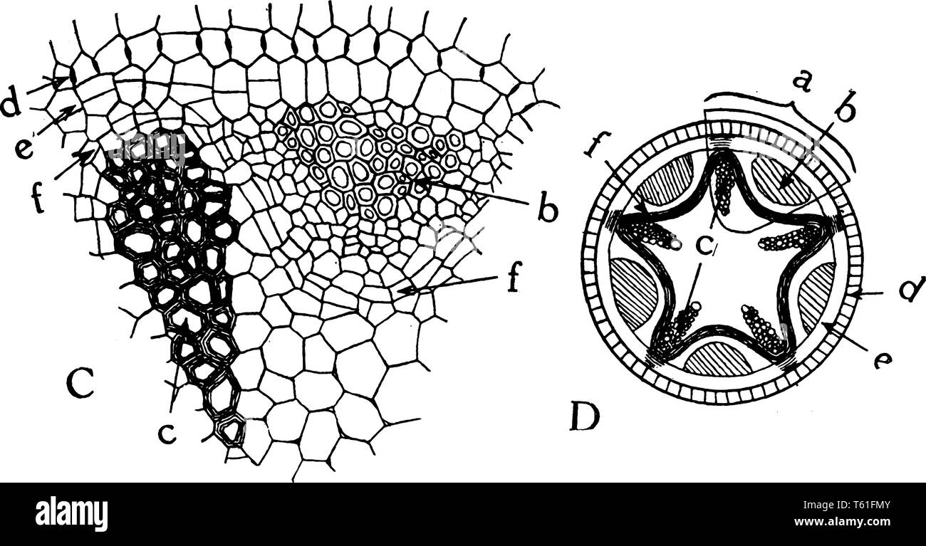 Dieses Bild zeigt eine radiale Gefäße bündeln. Das Diagramm C ist ein Teil des Gefäß- und D-Diagramm ist voll Vaskuläre Bild, vintage Strichzeichnung oder engravi Stock Vektor