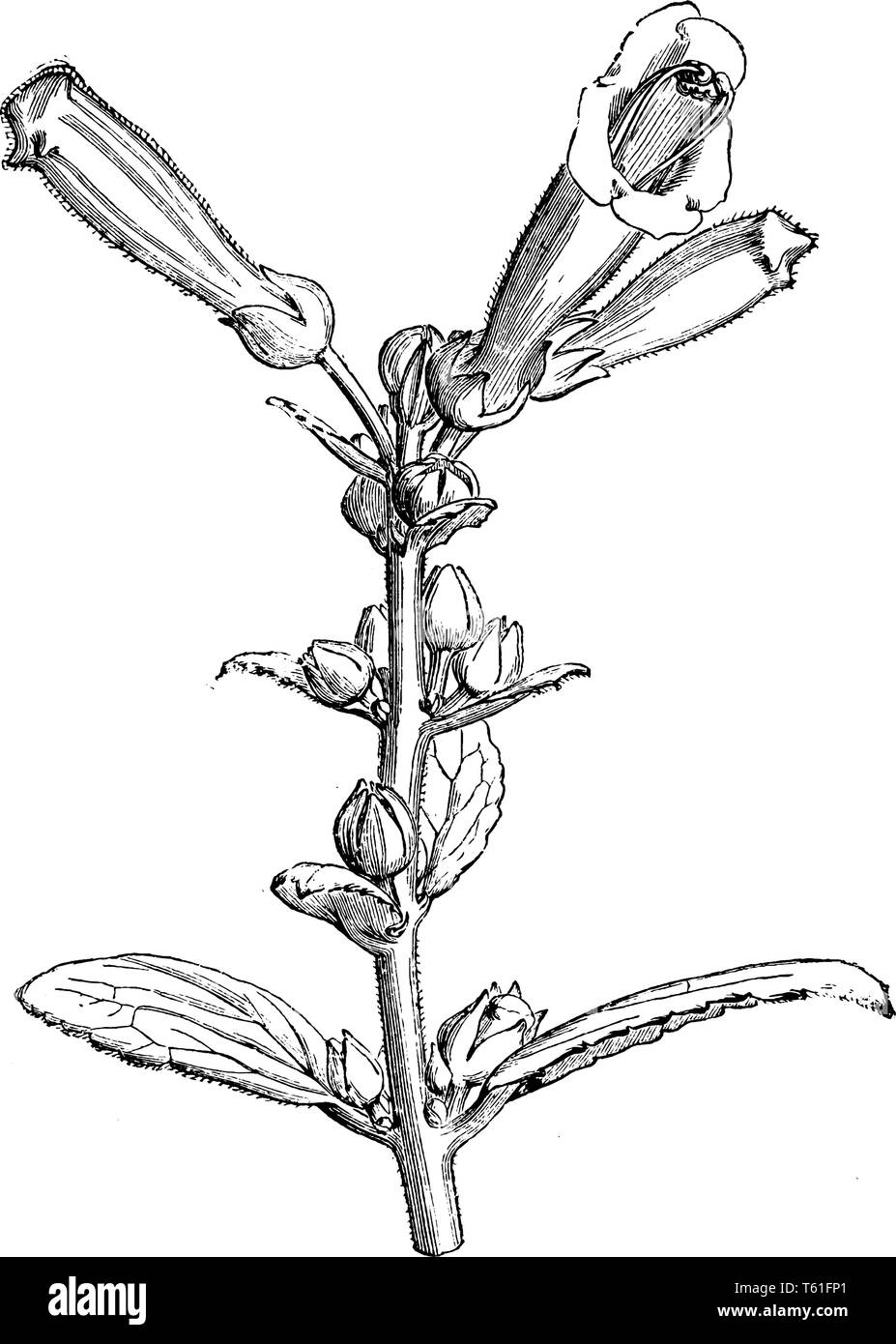 Das ist ein Bild von einer Pflanze namens Gesnera Elliptica Lutea, die in der Farbe gelb ist. Diese Blumen blühen im Mai und sind in der Länge 1 Fuß, vintage Stock Vektor