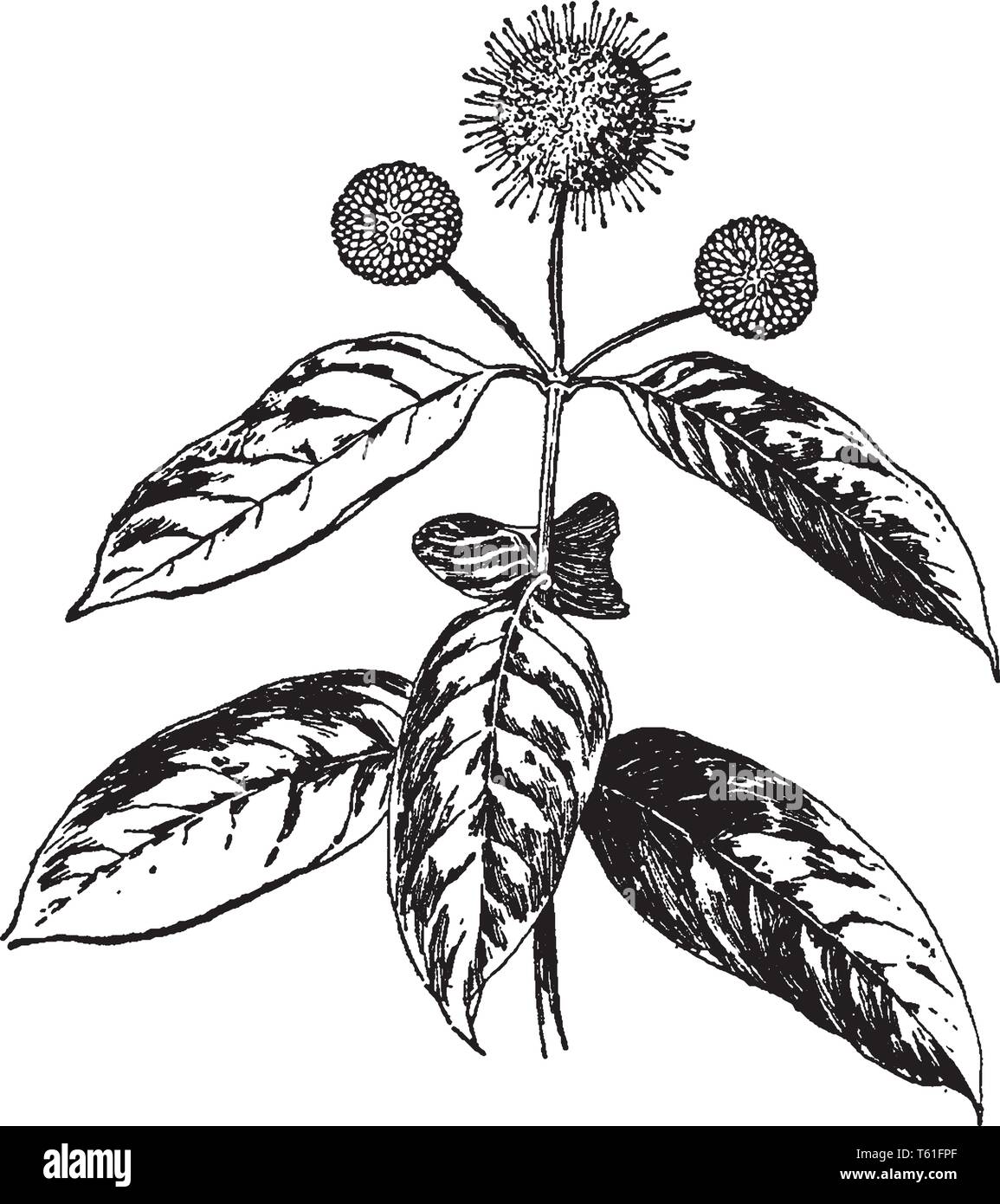 Cephalanthus occidentalis ist holzig Strauch. Die winzigen Blüten sind cremig weiß, vintage Strichzeichnung oder Gravur Abbildung. Stock Vektor