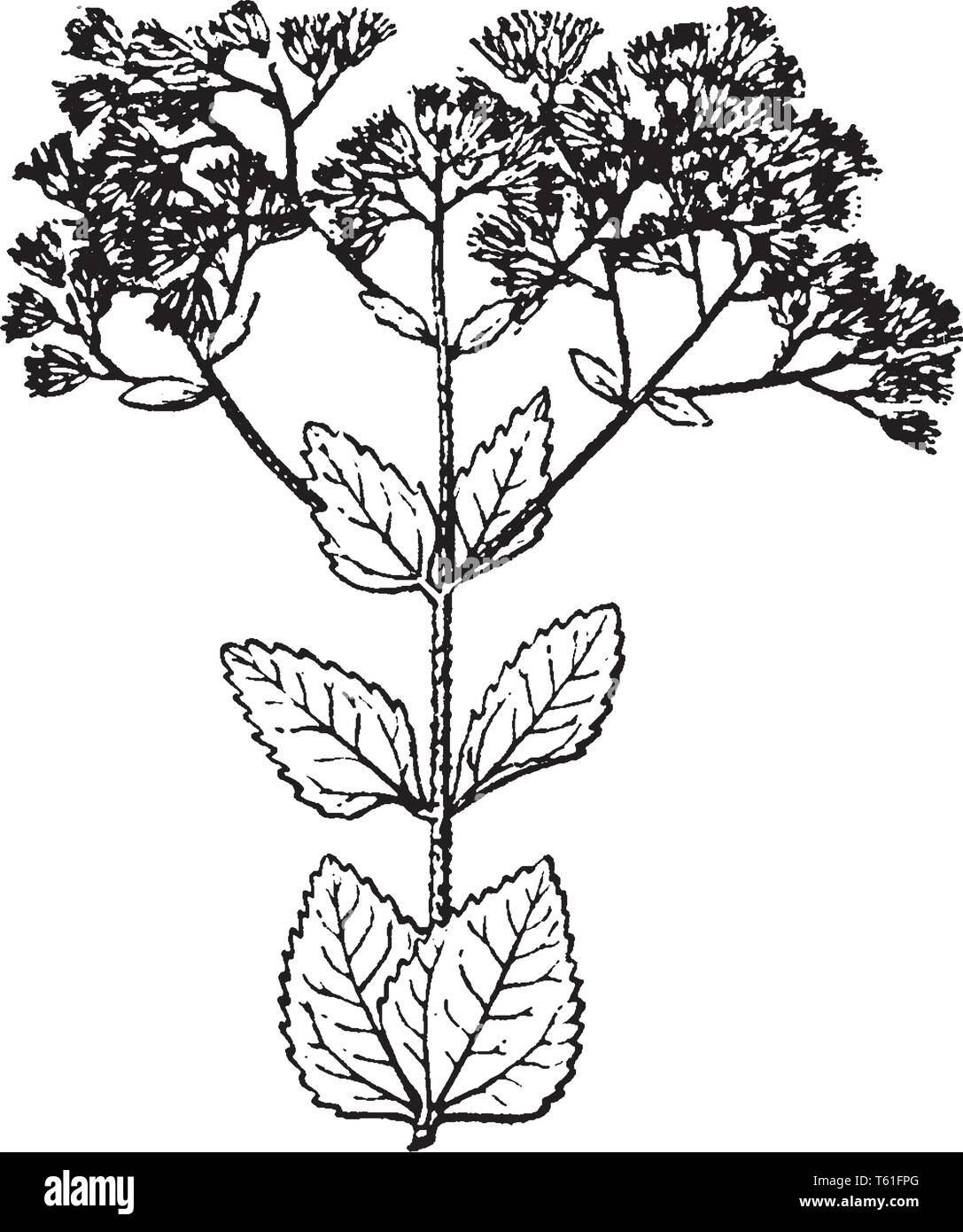 Ein Bild zeigt Eupatorium. Es gehört der Familie und Heimat zu Aster in gemäßigten Regionen der nördlichen Hemisphäre. Die Blüten sind weiß oder purpl Stock Vektor