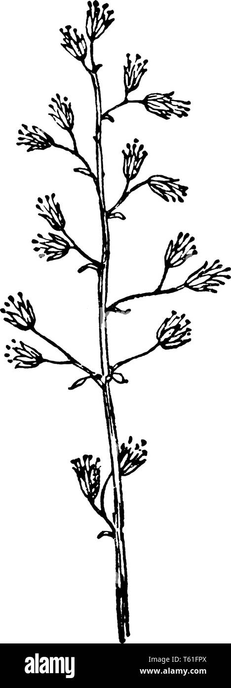 Bild von Alumroot Anlage oder auch als Heuchera bekannt. Es gehört zur Familie Saxifragaceae und ist in Nordamerika heimisch. Palmately Alumroot hat Stock Vektor Bild von Alumroot Anlage oder auch als Heuchera bekannt. Es gehört zur Familie Saxifragaceae und ist in Nordamerika heimisch. Palmately Alumroot hat Stock Vektor