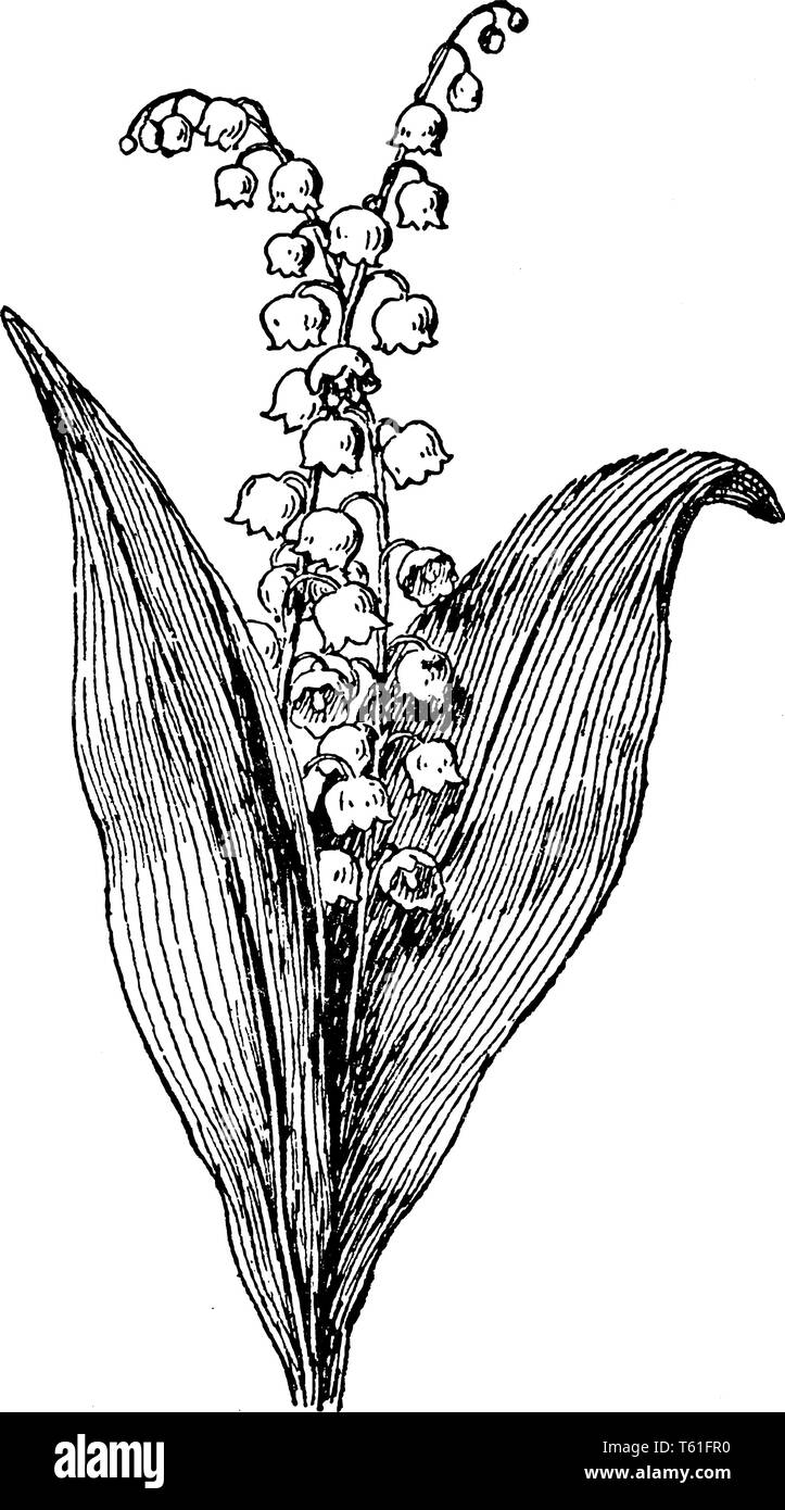 Die Blume blüht im späten Frühjahr. Und Blumen sind in weißer Farbe, vintage Strichzeichnung oder Gravur Abbildung. Stock Vektor