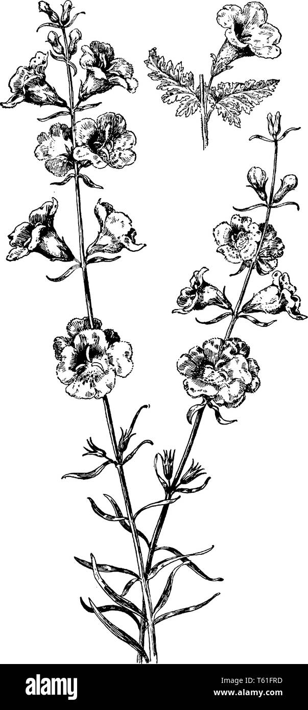 Ein Bild zeigt Lila Gerardia, auch als Gerardia purpurea bekannt. Es gehört zu Figwort Familie. Blumen erscheinen Rispe, vintage Line dra Stock Vektor