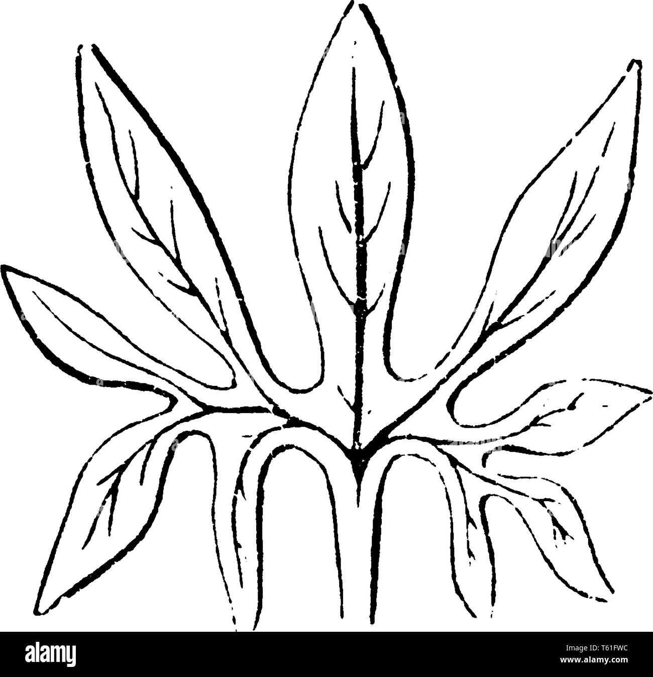 Ein Bild von Pedate Blätter, die aussieht wie ein Vogel. Die Blätter sind palmately geteilt oder mit seitlichen Divisionen aufgeteilt in kleinere unterteilt segme Stock Vektor