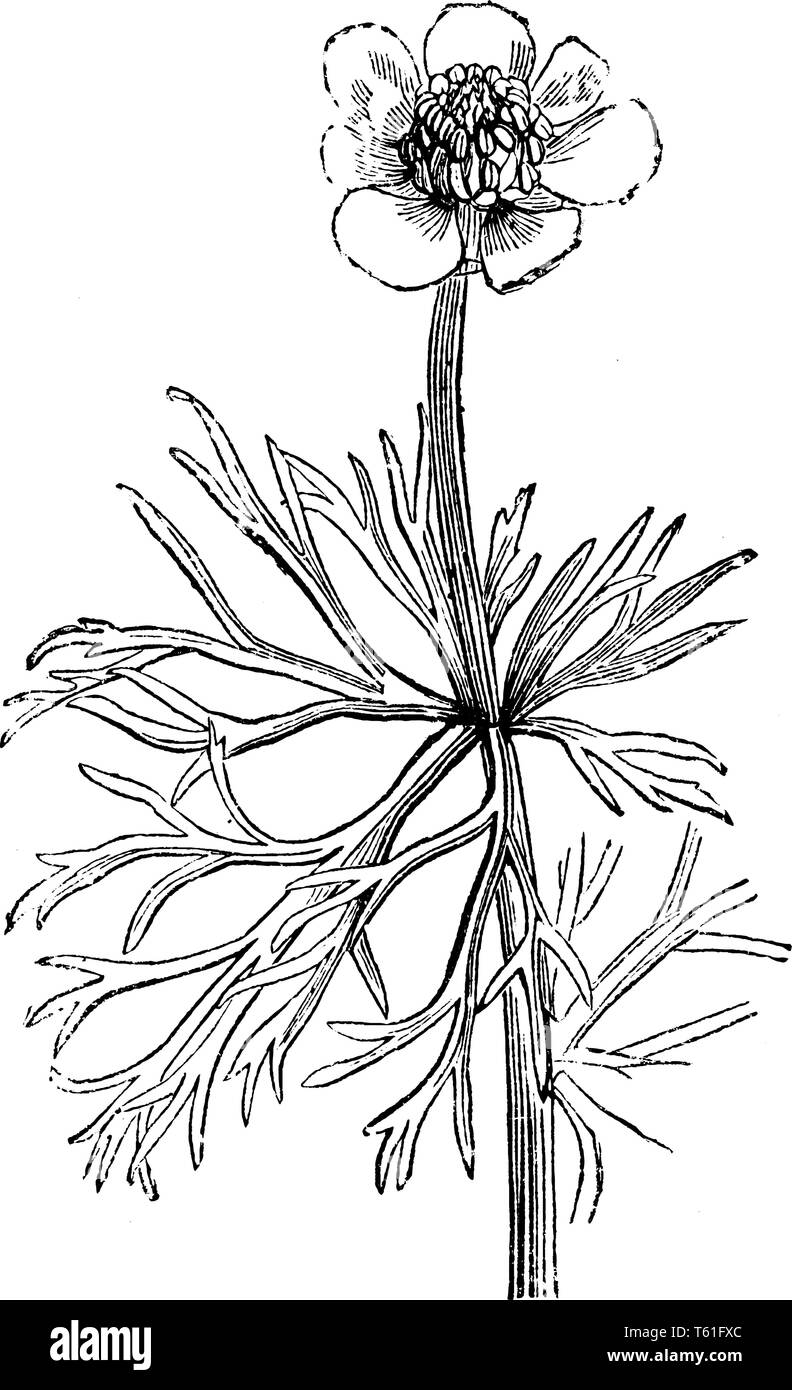 Adonis aestivalis Blume ist als der Fasan Auge genannt. Sie ist heimisch in Europa, vintage Strichzeichnung oder Gravur Abbildung. Stock Vektor