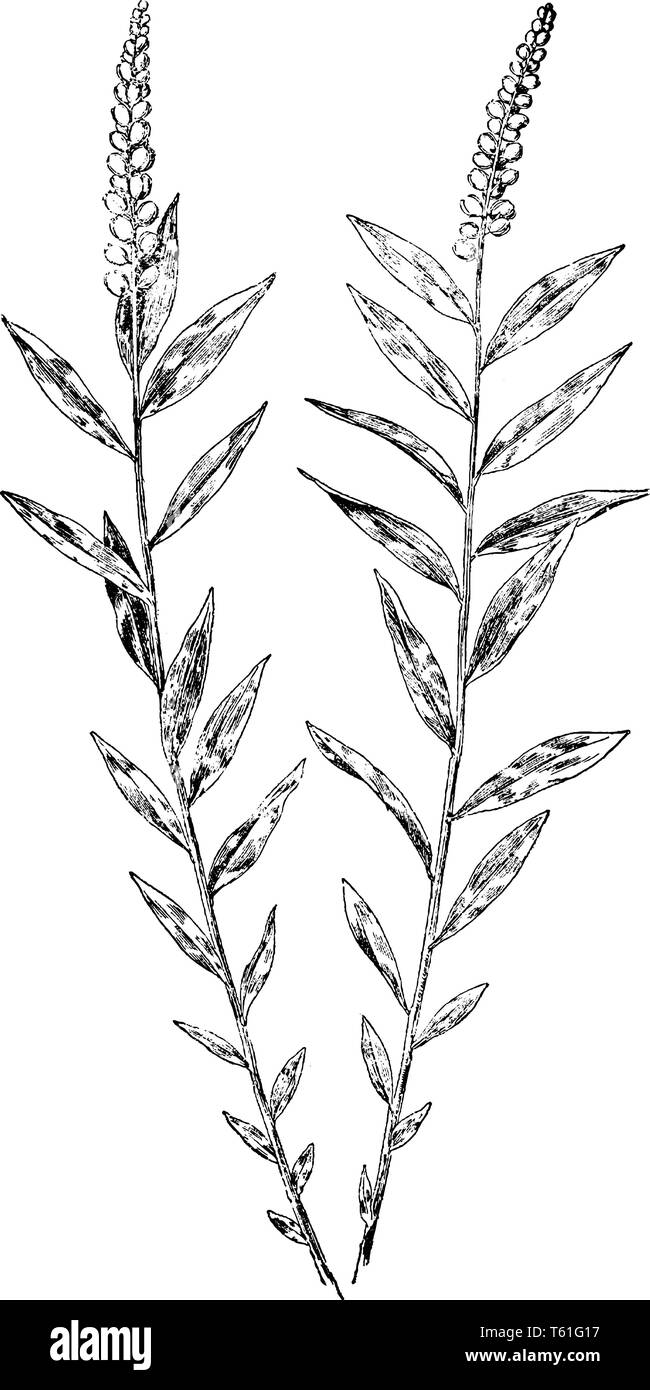 Dies ist das Image von Adenia senega Blume, und es ist Familie milkwort. Es ist auch bekannt, wie Seneca snakeroot, vintage Strichzeichnung oder engrav Stock Vektor