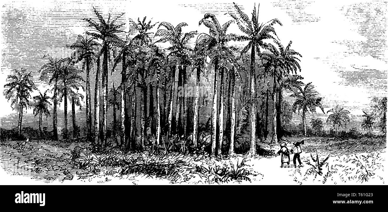 Dieses Bild zeigt Roystonea (Royal Palm), ist eine Pflanzenart aus der Gattung der 10 Arten von Einhäusig Palmen. Es ist beheimatet in den tropischen Regionen von Florida, die ad Stock Vektor
