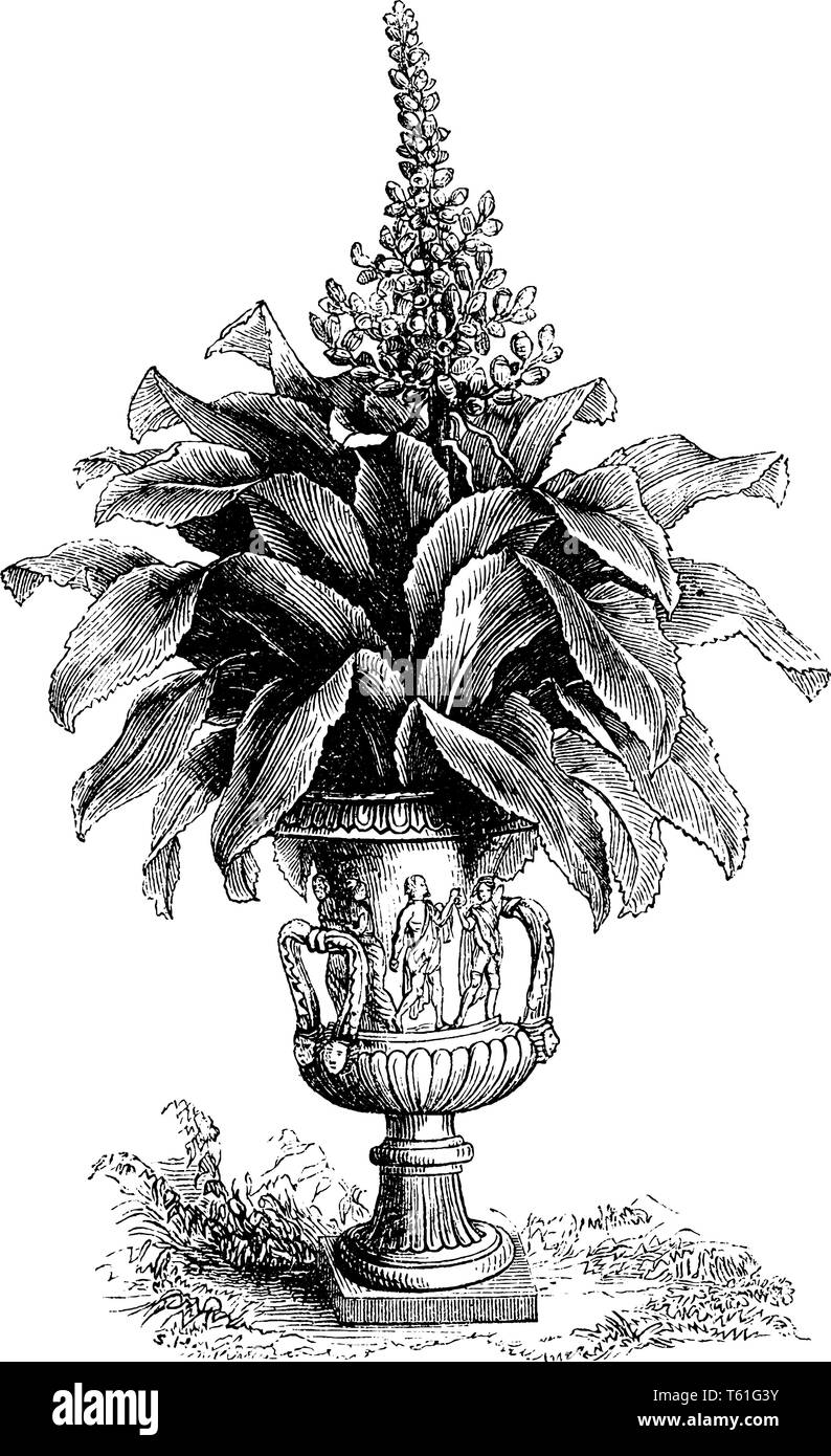 Red Horn ist mehrjährig und immergrüne Pflanze. Die Pflanze ist in den MINT-Familie, vintage Strichzeichnung oder Gravur Abbildung. Stock Vektor
