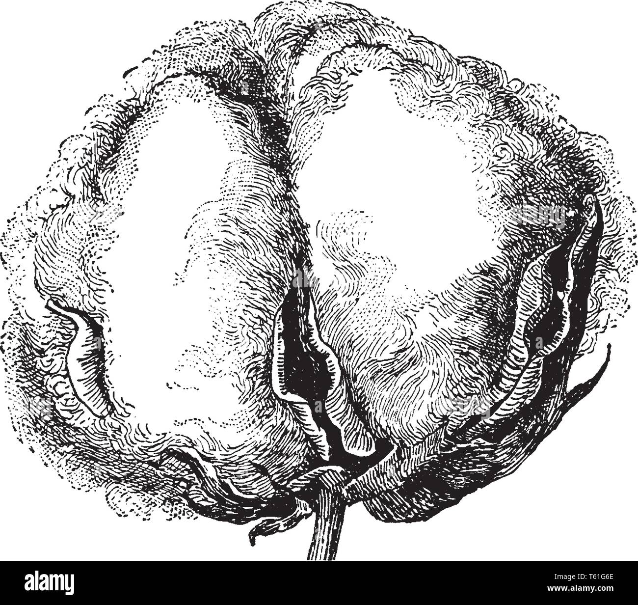Etwa zwei Monate nach dem Einpflanzen Baumwolle Pflanzen, Erde genannt wird Blume Stiere für Nährstoffe, Sonnenlicht und Wasser, die auf Baumwolle pflanzen sichtbar sind, vint Stock Vektor