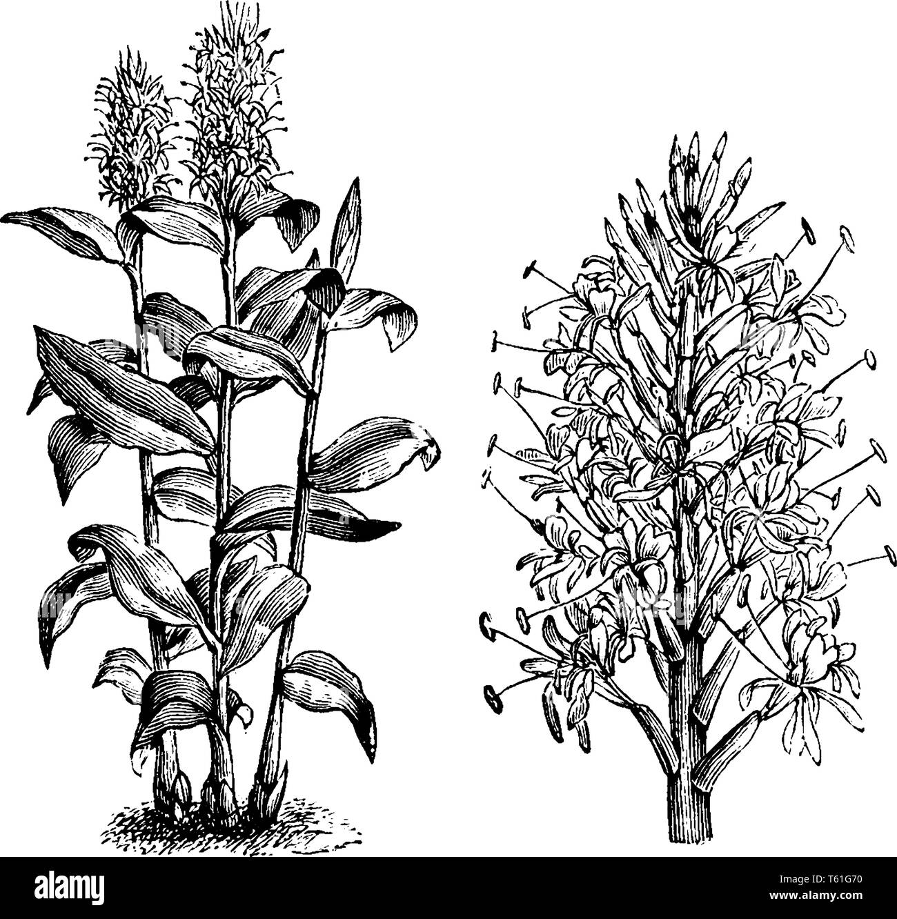 Lewisia gardnerianum ist eine Pflanze, die ursprünglich aus dem Himalaya in Indien, Nepal und Bhutan. Es wächst bis zu 8 Meter hoch mit langen, hellgrünen Blätter umklammern Stock Vektor