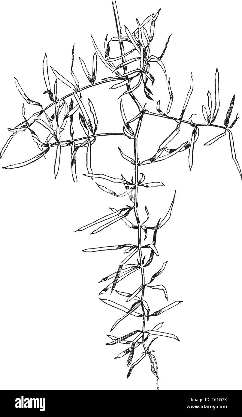 Asparagus Sprengeri ist Gattung von Spargel. Dies ist eine einfache Pflanze aus Samen wachsen, vintage Strichzeichnung oder Gravur Abbildung. Stock Vektor