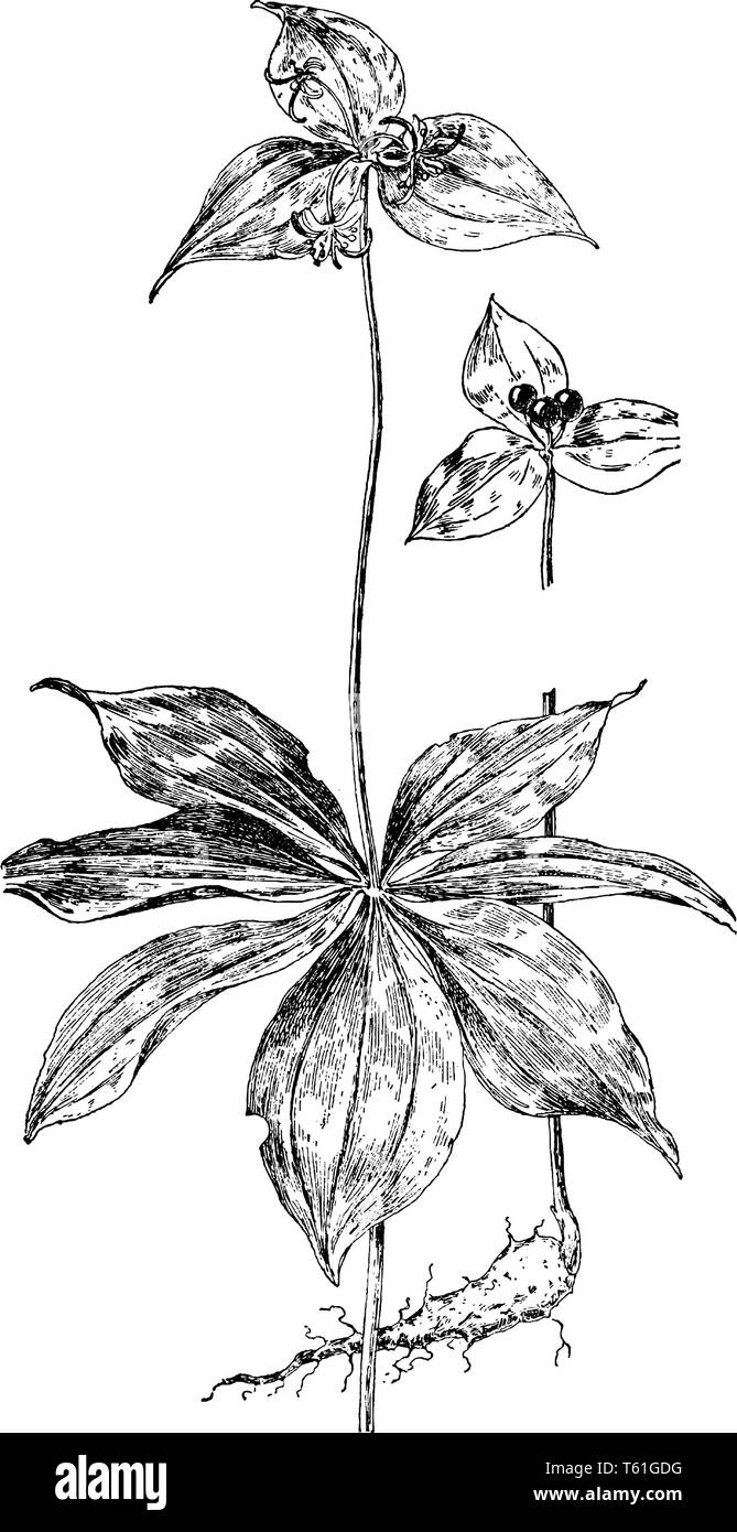 Dies ist ein Bild von M. Virginica mit Glockenförmigen himmelblauen Blüten. Blumen haben fünf Blütenblätter, vintage Strichzeichnung oder Gravur Abbildung. Stock Vektor