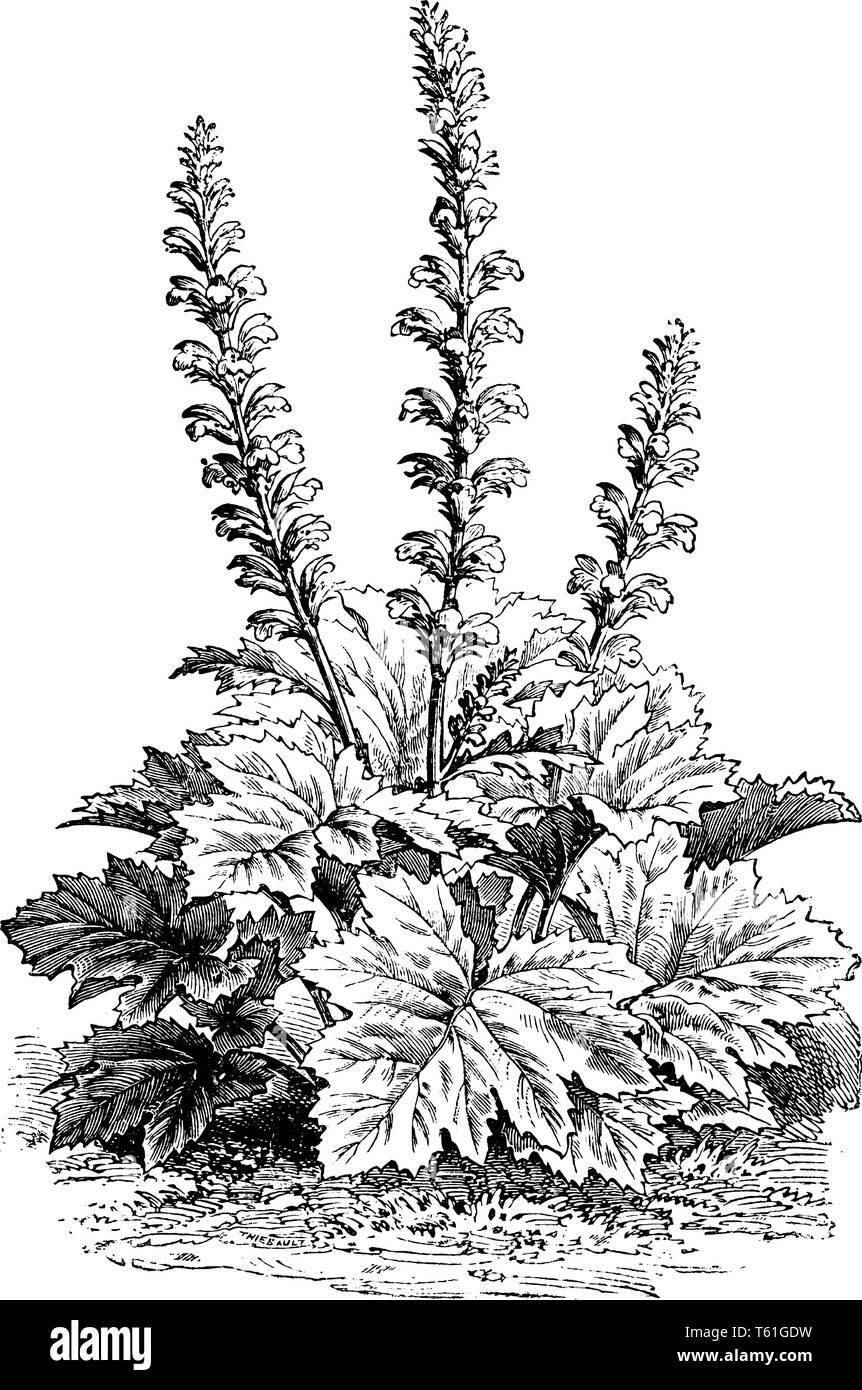 Bier Blätter große klebrige grüne Blätter und Blüten, sie blühen in unregelmäßig, breite Blätter sind tief gelappt und Blumen wachsen auf hohen Stielen, Vintage l Stock Vektor