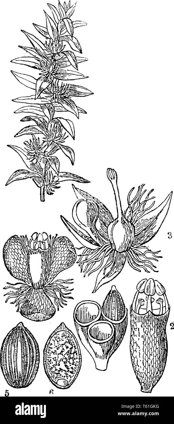 Es ist ein Bild von Tonina fluviatilis männlichen Blüte, reife Früchte, Samen & Männliche/Weibliche Blüte, vintage Strichzeichnung oder Gravur Abbildung. Stock Vektor