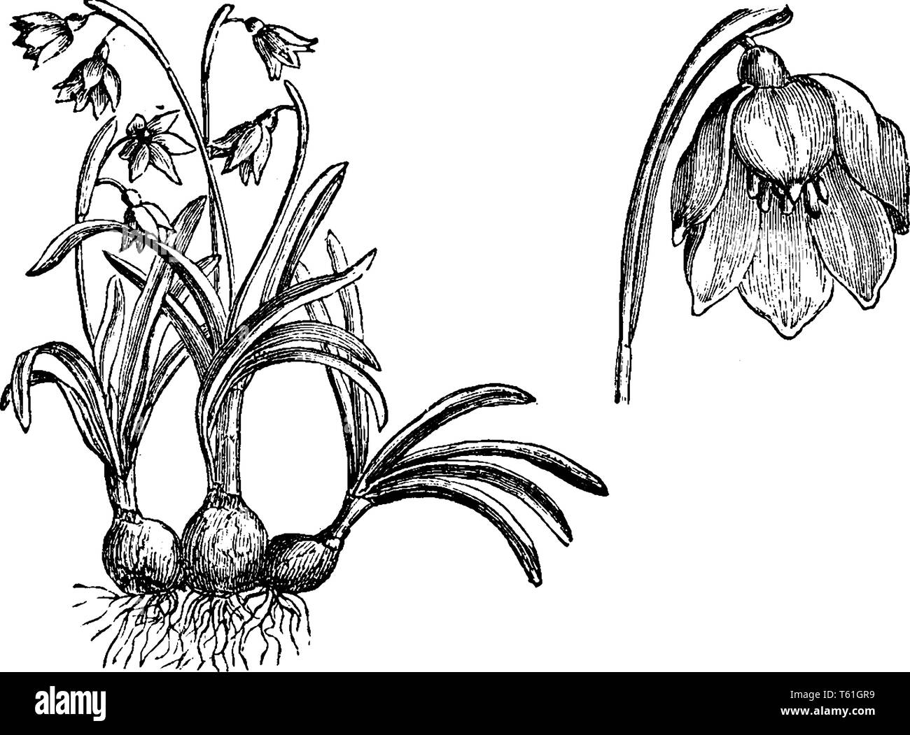 Leucoium Vernum, die gemeinhin als märzenbecher. Es Blume weiß mit grünen Flecken, die Blume Statik wächst oberen Teil der Stammzellen, vintage Line drawi Stock Vektor