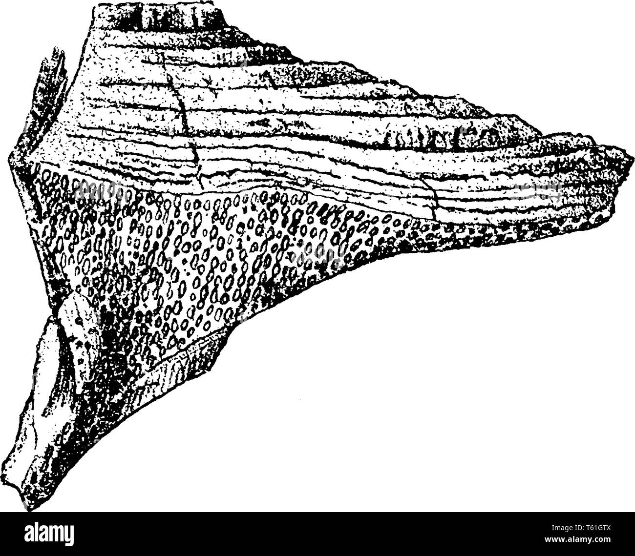 Trametes Pini ist Gattung von Pilzen, hat es eine weite Verbreitung auf Holz, es Krankheit des Baumes, vintage Strichzeichnung oder Gravur Abbildung. Stock Vektor