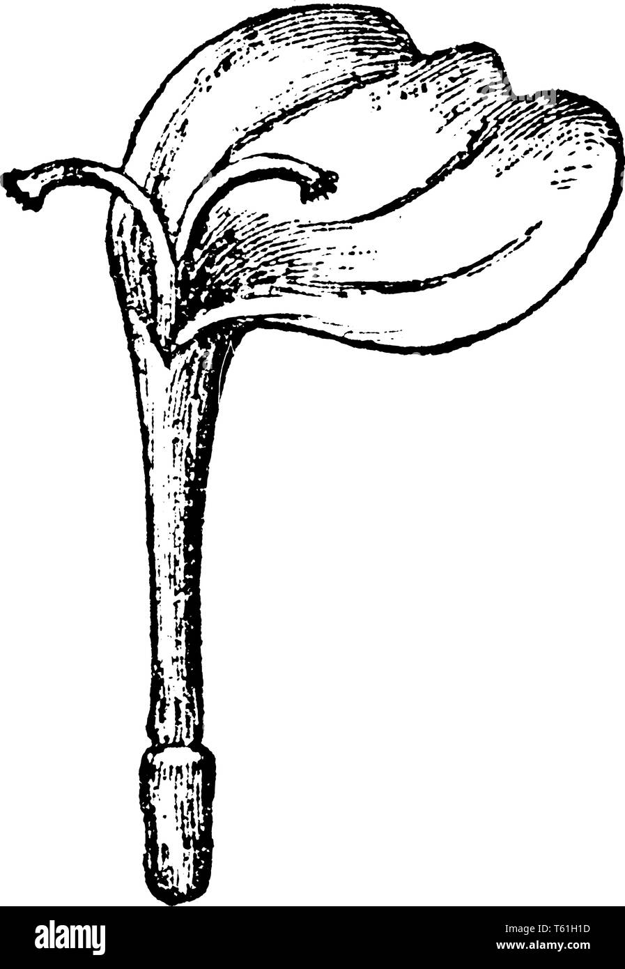 Ein Bild zeigt Gynaeceum Der Senecio Pflanzen Blume. Die blütenköpfe sind normalerweise geröntgt, komplett gelb, und die Köpfe sind in verzweigten cl getragen Stock Vektor