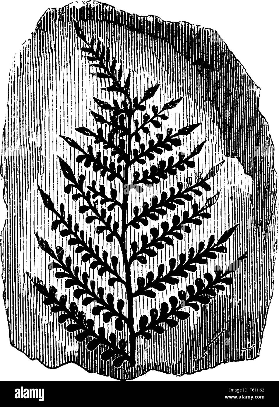 Das Bild zeigt die versteinerte Kohle Farne der alten Baum, der häufig mit kohleflöze, vintage Strichzeichnung oder Gravur illustratio Stock Vektor