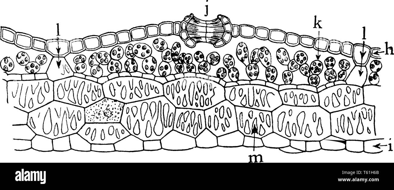 Ein Bild von marchantia Thallus. Dieses Bild zeigt den Querschnitt durch den thallus der Marchantia, vintage Strichzeichnung oder Gravur Abbildung. Stock Vektor