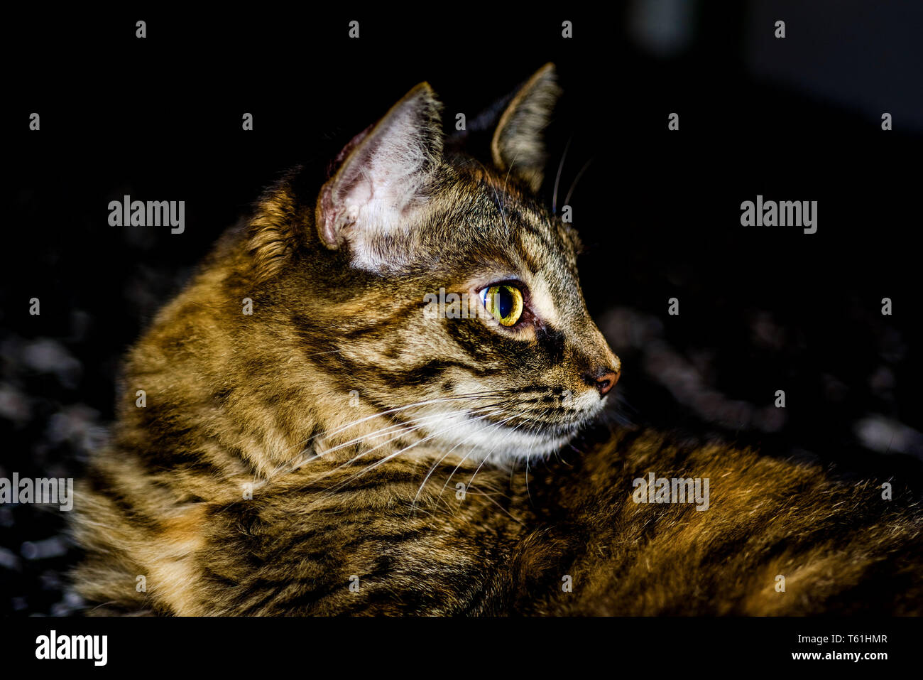 Porträt einer inländischen tabby Cat seitwärts suchen, Farbe Stockfoto