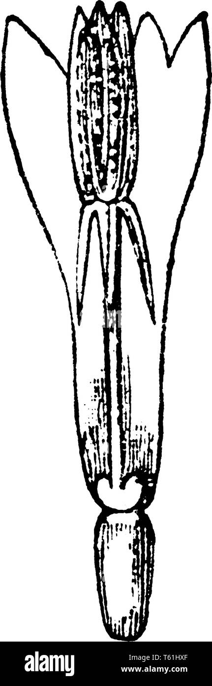 Dies ist Struktur der Blüte. Mittlere Teil wird durch zwei Blütenblätter fallen, und der untere Teil ist Ovar, vintage Strichzeichnung oder Gravur Abbildung. Stock Vektor