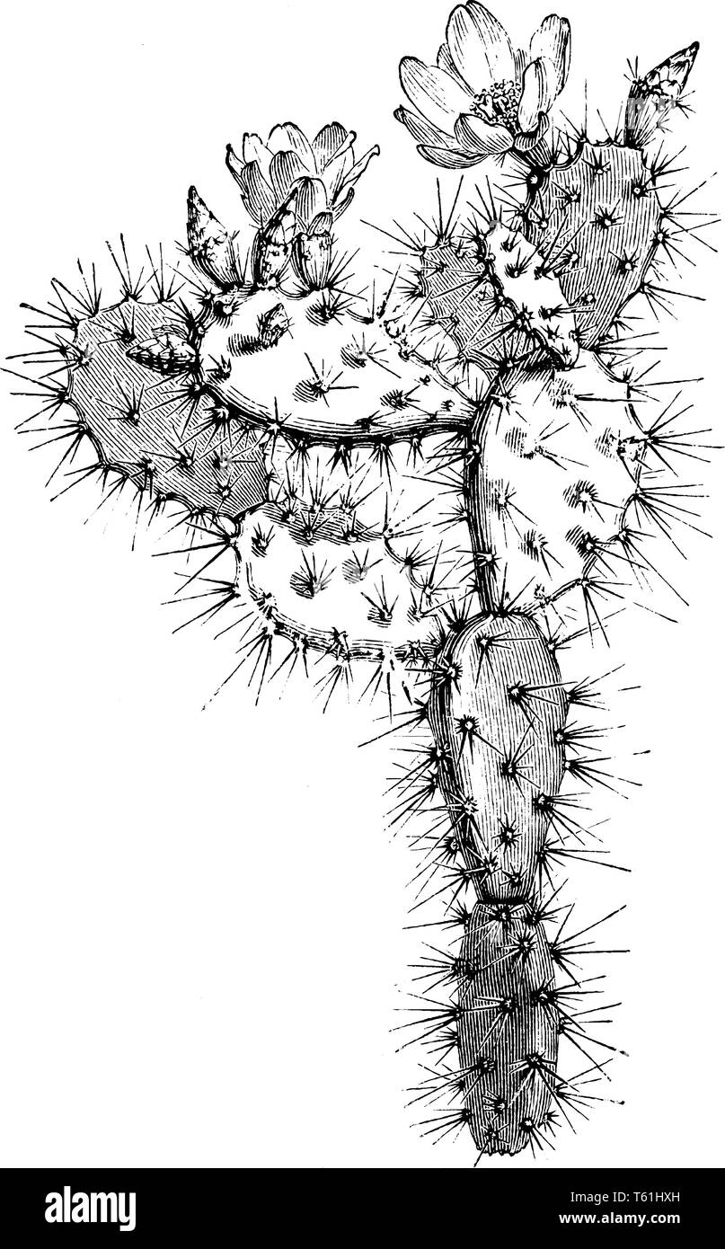 Eine Abbildung, die den blühenden Zweig von Optunia Multiflora, die eine Vielzahl von Feigenkakteen. Die Blüten sind gelb und Blühen im Sommer, Vintage l Stock Vektor
