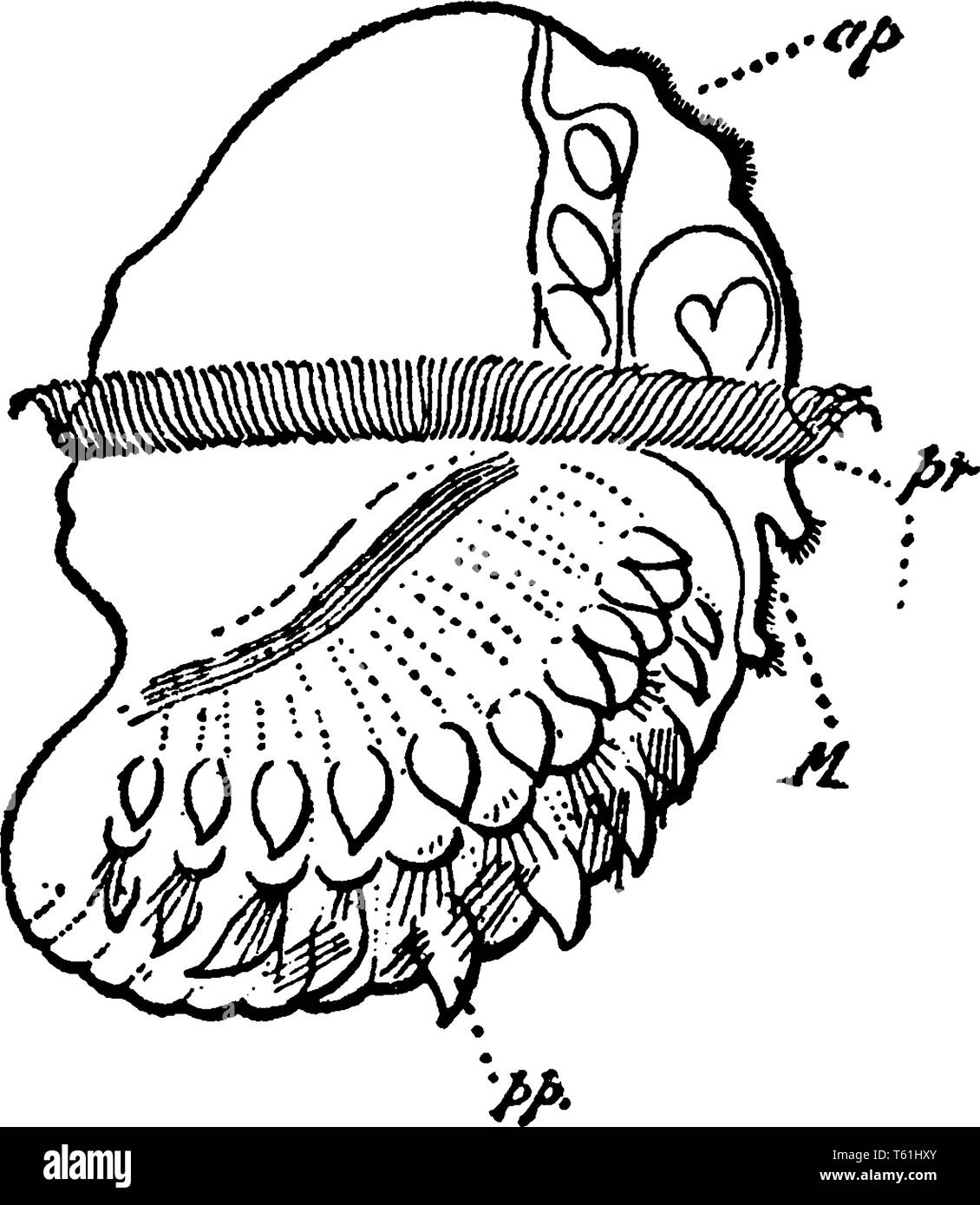 Lopadorhymchus ist die marine Wurm Larve, vintage Strichzeichnung oder Gravur Abbildung. Stock Vektor